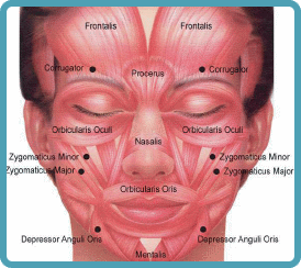 facial muscles